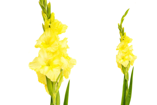 Gladiolus, Yellow