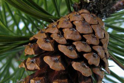 Lodgepole Mini Cones Pine Cones