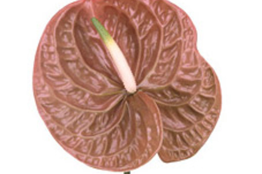 Anthuriums, Large-brown (Terra)