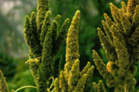 Amaranthus, upright-green