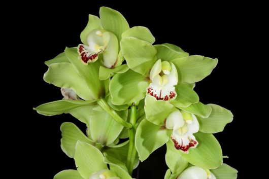 Cymbidium Orchid, Green