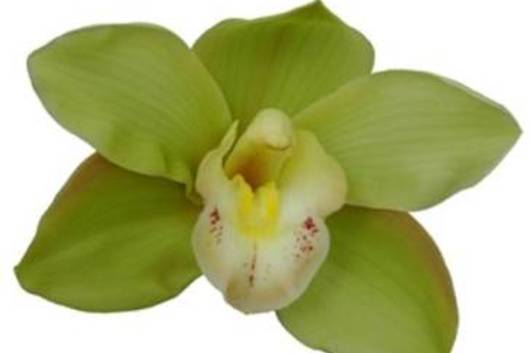Cymbidium Orchid Sprays, large-light green