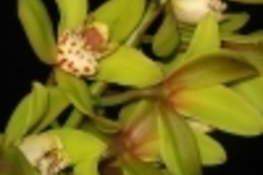 Cymbidium Orchid Sprays, mini-dark green