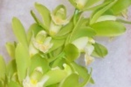 Cymbidium Orchid Sprays, mini-light green