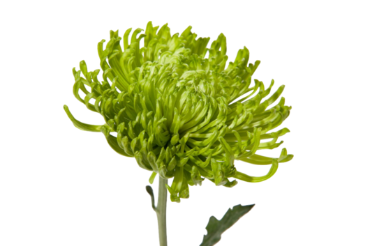 Chrysanthemum, Green Spyder Mum