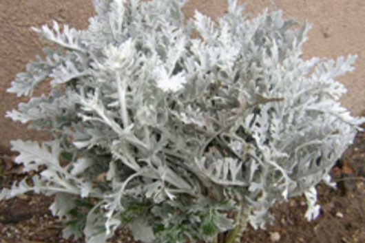 Dusty Miller-Lacey