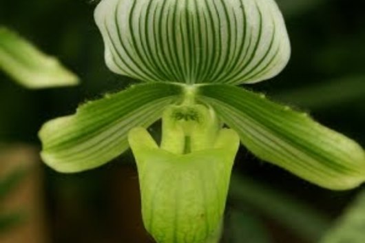 Orchid, Lady Slipper-grn/wht
