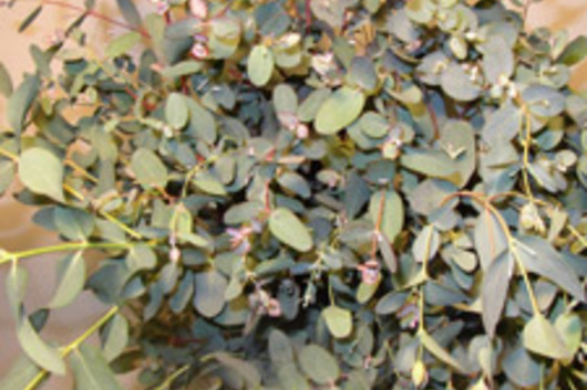 Eucalyptus, Gunei