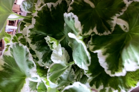 Geranium, scented-green & white variegated