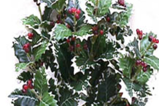 Holly-Variegated