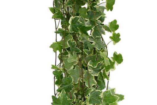 Ivy, wedding-variegated