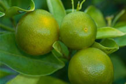 Kumquats-green