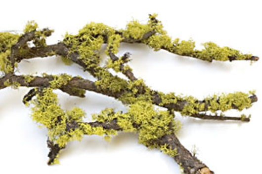 Lichen Branches-green (chartruse)