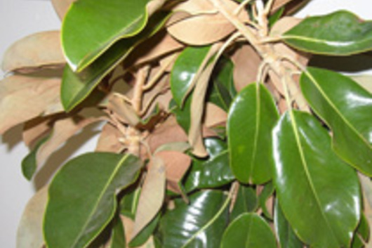 Magnolia Foliage"