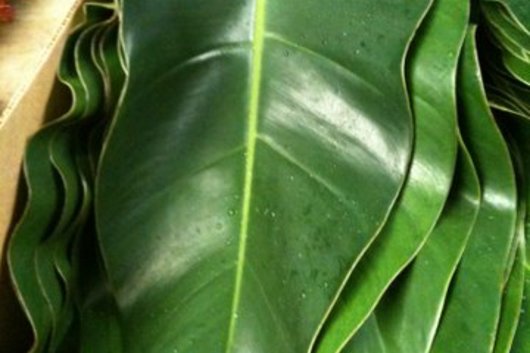 Philadendron Leaf  La Lucha