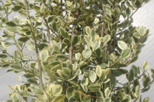 Rhamnus-variegated