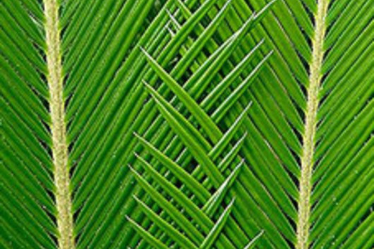 Sago Palm Leaves