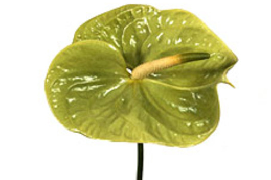 Anthuriums, mini-green