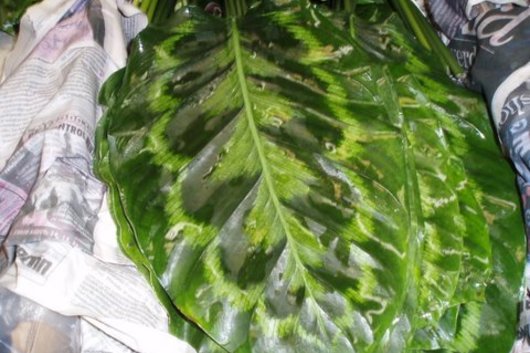 Calathea Leaf Pavo