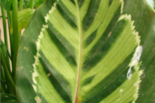 Calathea Leaf, Medalion