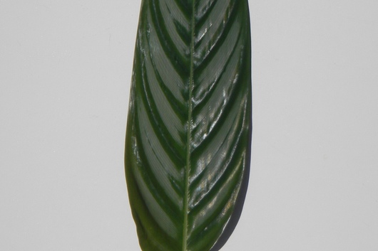 Calathea Leaf, medium