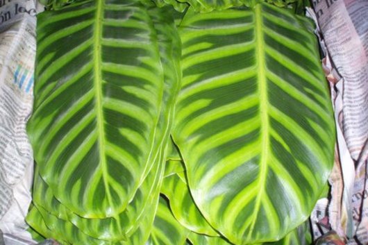 Calathea Leaf Zebrina