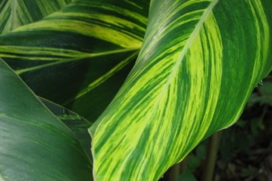 Ginger, Shell-variegated foliage