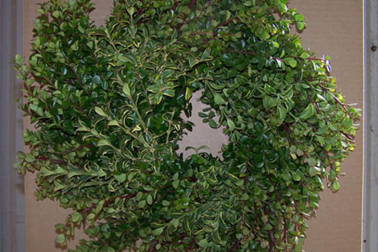 Boxwood & Pepperberry Specialty Wreath 18"