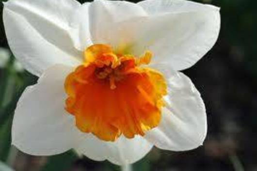 Daffodils,large white with orange throat