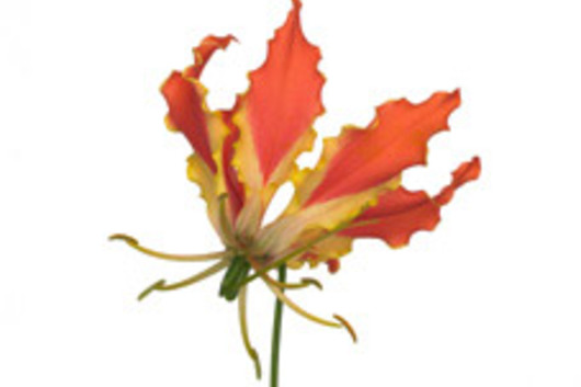 Gloriosa Lily, short-orange