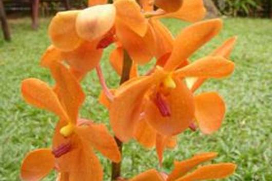 Mokara Orchid-orange