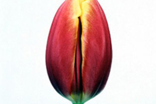 Tulips, Greenhouse-orange/yellow stripe