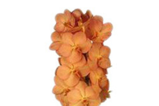 Vanda Orchid-orange