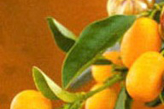 Kumquats-orange