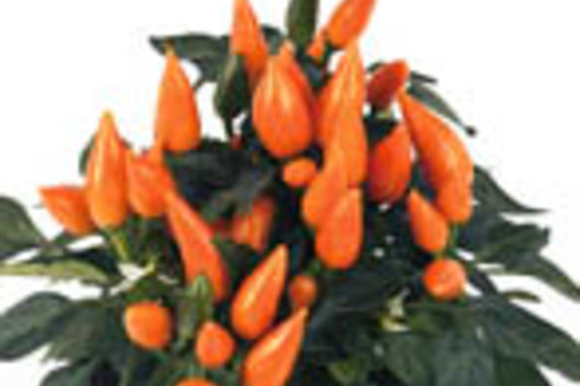 Ornamental Peppers-orange