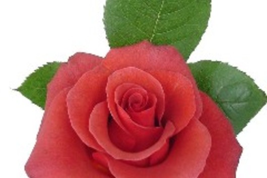 Rose-Terracotta