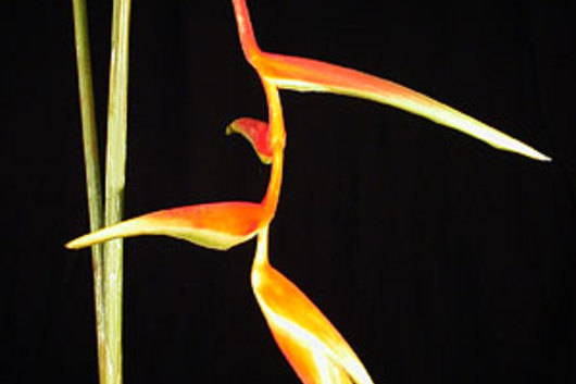 Heliconia, Hanging-Sexy Orange