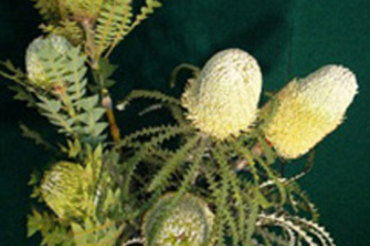 Protea, Banksia-natural