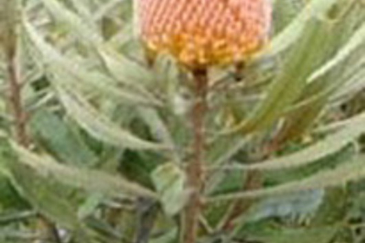 Protea, Banksia-orange