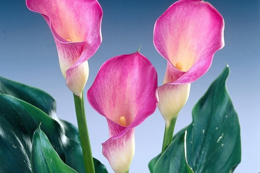 Callas,MiniGabrielle-pink