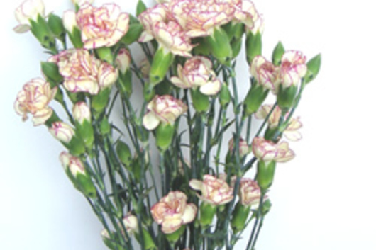 Carnations-white/pink variegated