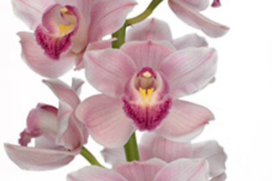Cymbidium Orchid Sprays, large-light pink