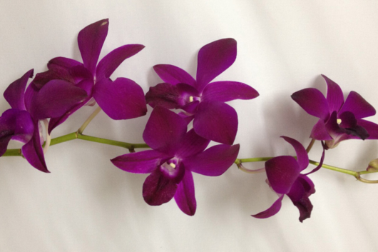 Dendrobium Orchid, Supinyq