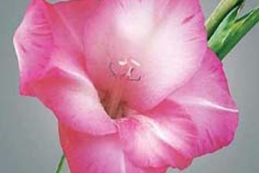 Gladiolus-hot pink