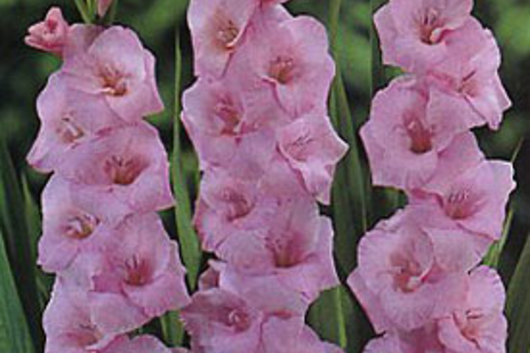Gladiolus-light pink