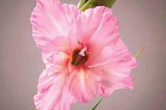 Gladiolus-pink