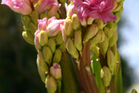 Hyacinth-hot pink