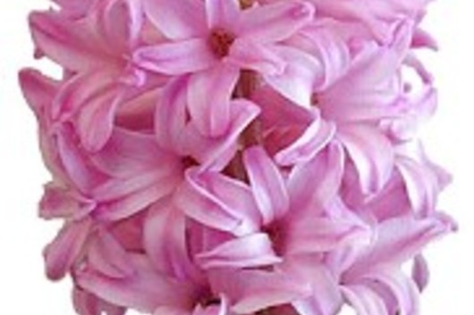 Hyacinth-light pink