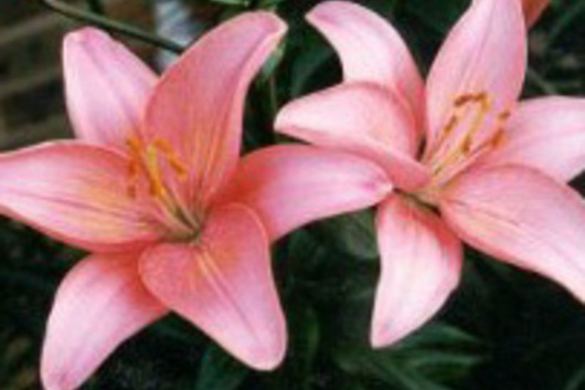 L.A. Hybrid Lily-light pink