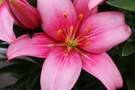 Lily Asiatic-pink